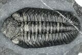 Prone Phacopid (Drotops) Trilobite - Mrakib, Morocco #357345-2